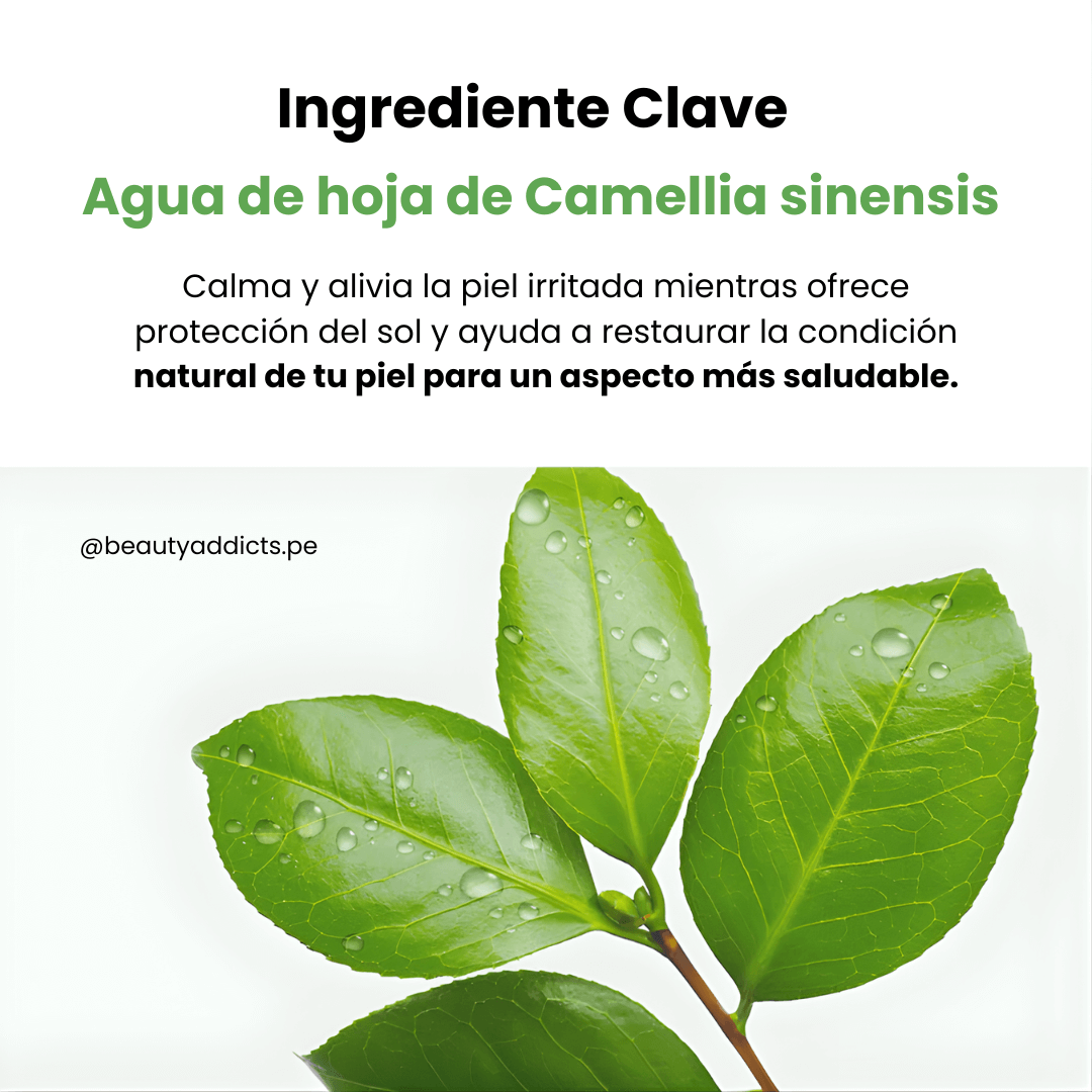 Green Tea Fresh Sunscreen de Dr. Althea con camellia sinensis para restaurar la barrera cutánea de tu piel.