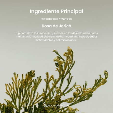 Collagen Eye Creme Jericho Rose Tube con extracto de rosa de Jericó que retiene la humedad y revitaliza.