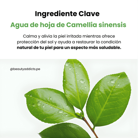 Green Tea Fresh Sunscreen de Dr. Althea con camellia sinensis para restaurar la barrera cutánea de tu piel.